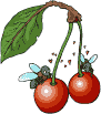 Bees eating Cherries gif