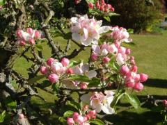 Apple blossom