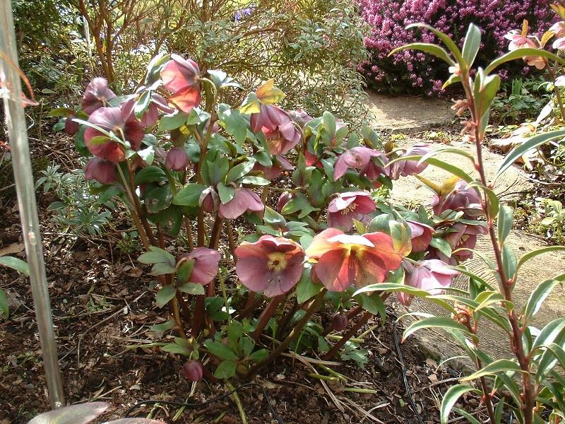 Hellebores