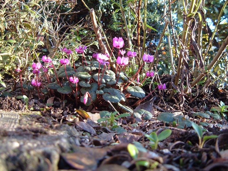 Cyclamen Coum 0206