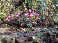 cyclamen coum