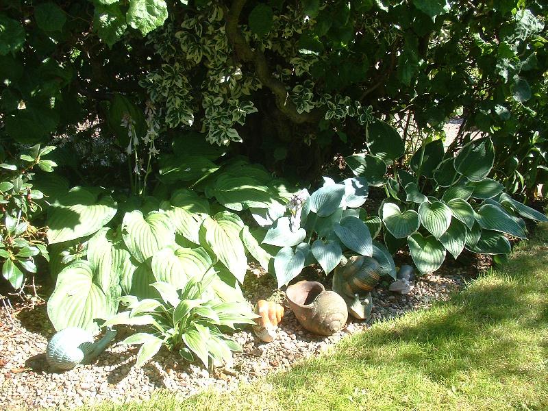 Hostas