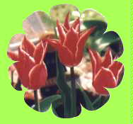 Tulips in frame jpg
