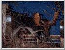 Moose