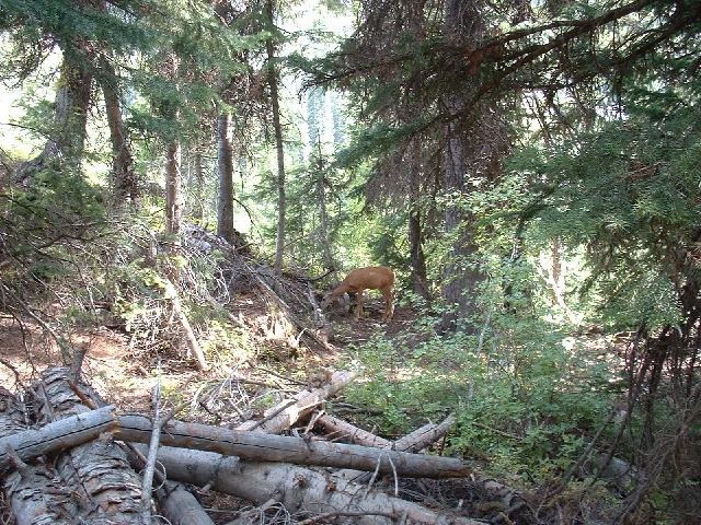 Deer.jpg