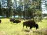 thm_BISON NEAR MUD VOLCANO.jpg