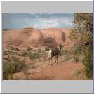 Big Horn Sheep